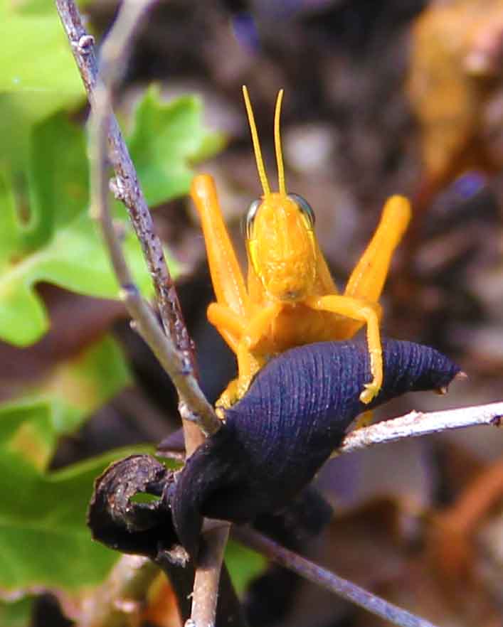 Austin Texas Exhibitions