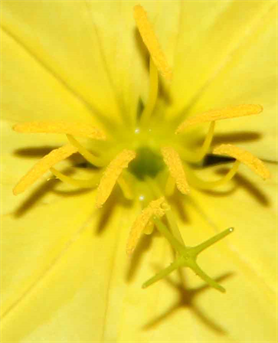 Austin Art Exhibition - Austin Photo