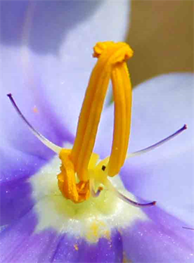 Austin Exhibits - Austin Art Show