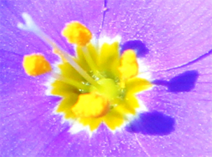 Austin Art Exhibits 2021