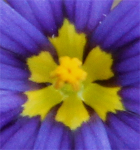 Austin Art Exhibits 2021