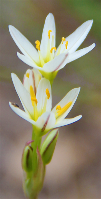 Top Art Show in Austin Tx 2021