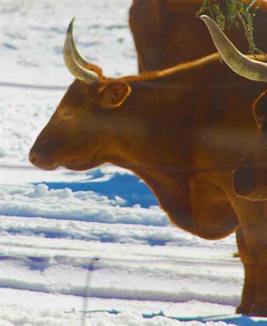 Texas art Exhibition