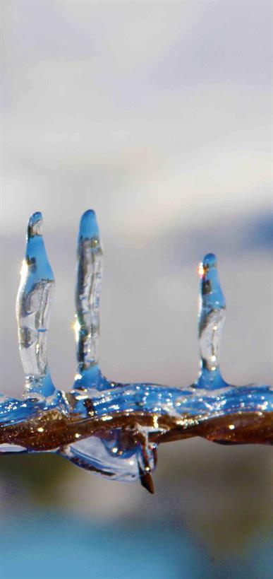 Ice Art Collection Exhibitions