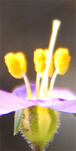 Austin Art Exhibits 2021